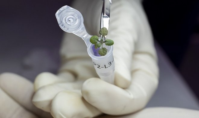 Первые в мире растения, выращенные в лунной почве, оказались слишком хилыми