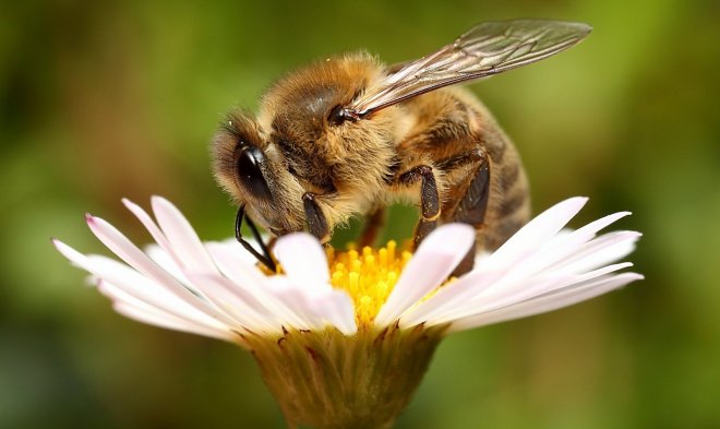 Суд Калифорнии постановил, что по закону пчелы могут считаться рыбами