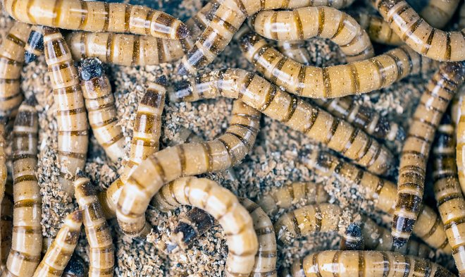 Суперчерви Zophobas morio способны жить на диете из чистого пластика