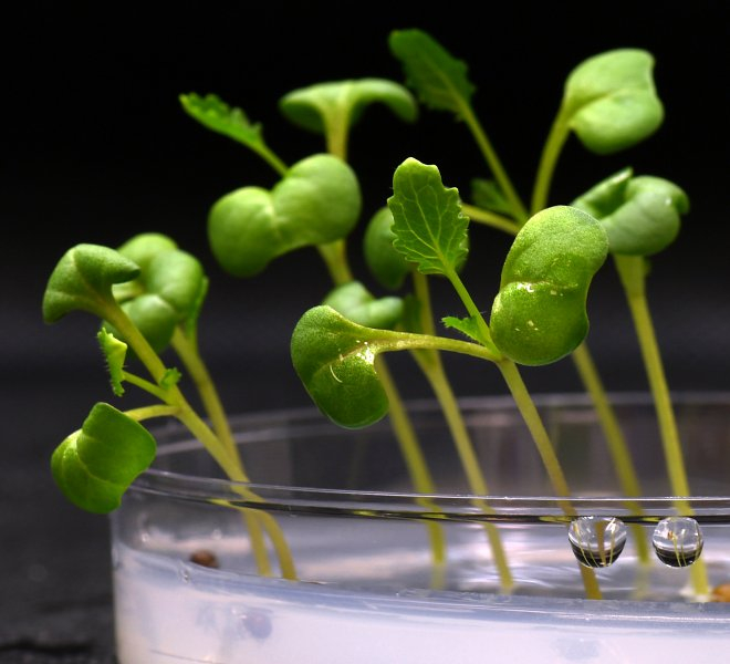 Ученые изобрели способ выращивания растений в полной темноте