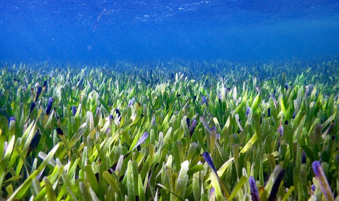 В Австралии нашли самое большое растение на планете