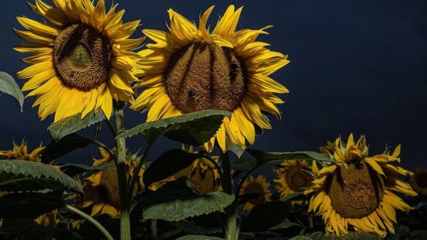 H&M ищет покупателей бизнеса, Австрия против газового эмбарго, а Россия вывозит чужую семечку. Главные экономические новости дня