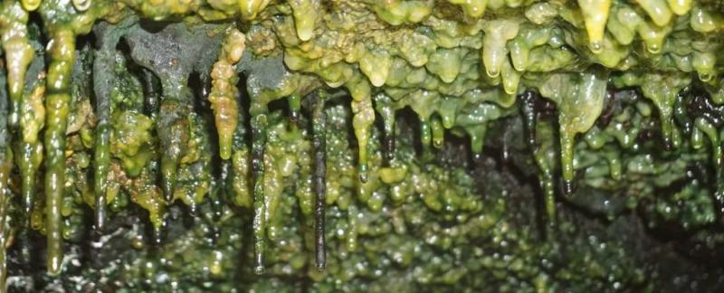 Древние лавовые пещеры на Гавайях кишат загадочными формами жизни