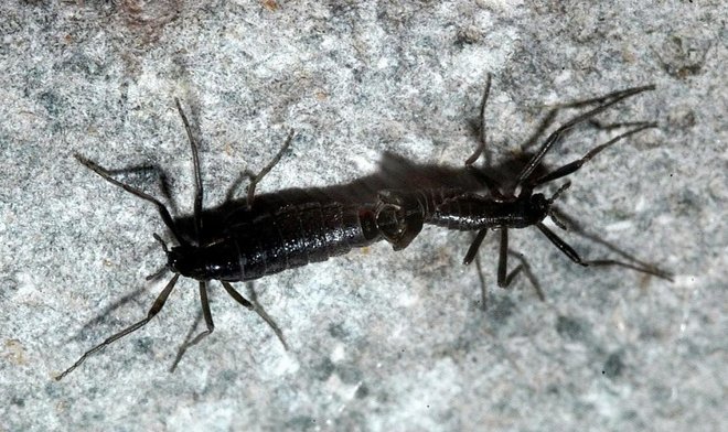 Единственное насекомое-житель Антарктиды может навсегда исчезнуть из-за глобального потепления