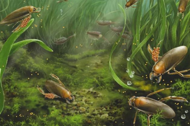 Этологи обнаружили останки древних насекомых, которые хранили свои яйца на ногах