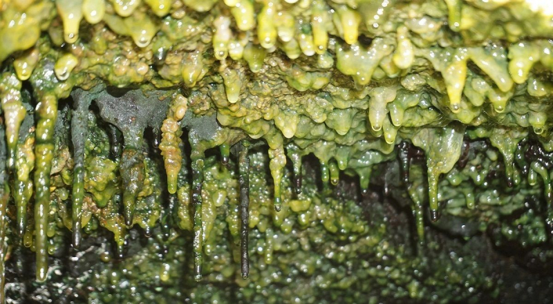 Лавовые пещеры на Гавайях кишат бактериальной «темной материей»