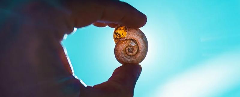 После крупнейшего вымирания на Земле эти животные первыми восстановились после катастрофы