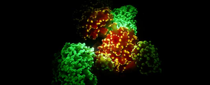 Ученые наконец-то выяснили, почему глубоководные кораллы светятся в темноте