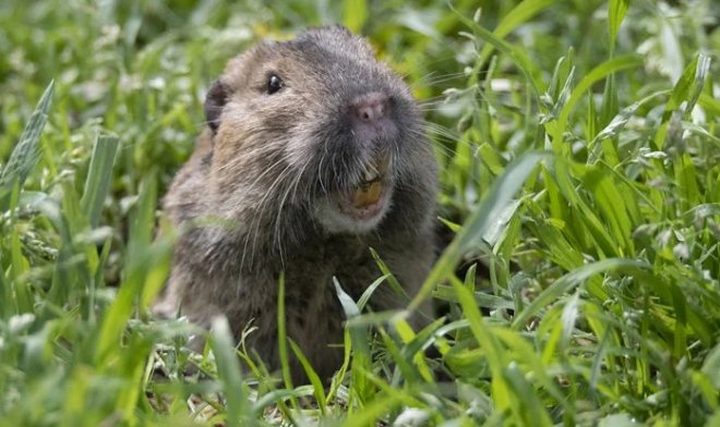 Ученые нашли первое животное-фермера, которое выращивает свою еду