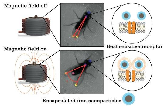 Ученые «взломали» мозг мухи и научились управлять ею на расстоянии