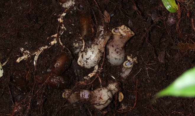 В джунглях Борнео нашли хищное растение, которое охотится на свою добычу под землей