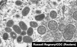 Вспышку оспы обезьян глава ВОЗ объявил чрезвычайной ситуацией