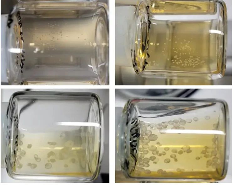 Биологи планируют выращивать зародышей, чтобы пускать их на запчасти для людей