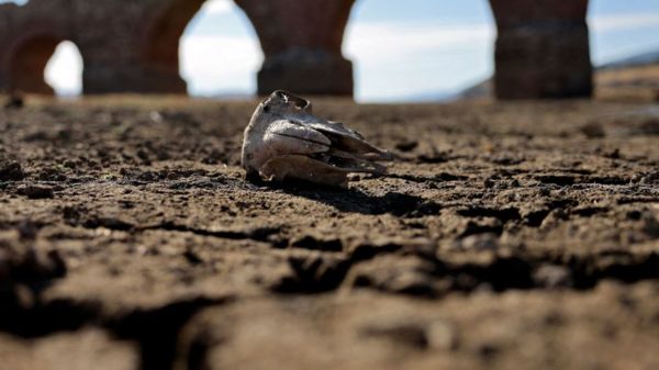 Ученые: такой засухи в Европе не было последние 500 лет