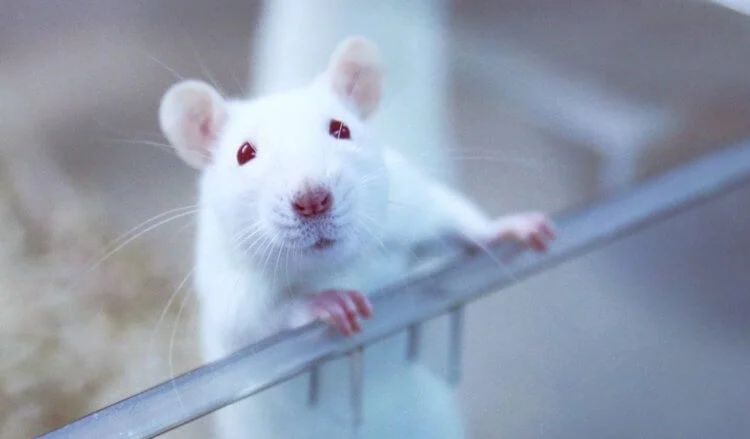 Кока-кола сделала мышей глупее. А как она влияет на людей?