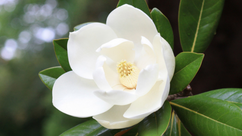 На Гаити нашли цветок, считавшийся исчезнувшим