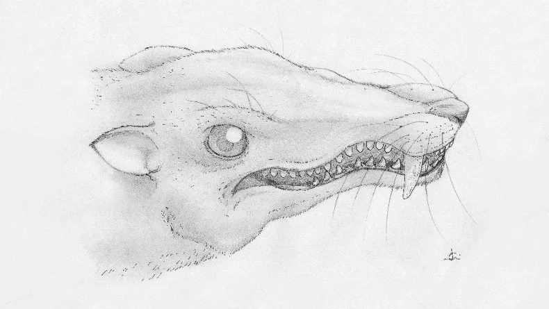 Нейтроны «помогли» ученым увидеть череп предка млекопитающих