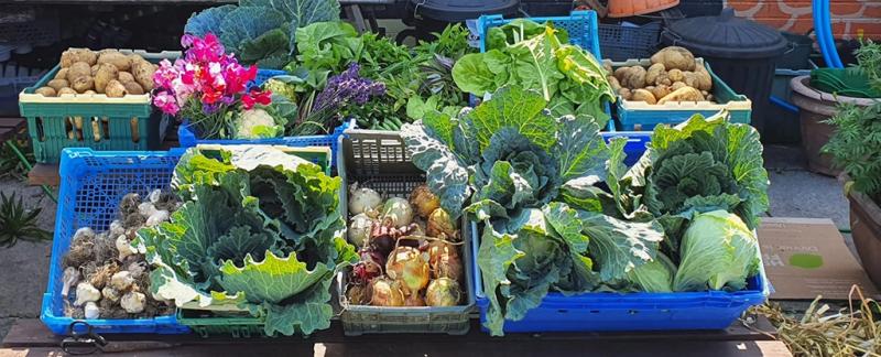 Неожиданное открытие показывает, что некоторые культуры лучше растут в городах, чем на фермах