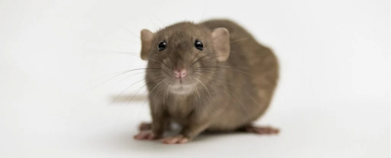 Ученые давали молодым мышам кровь старых мышей. Потом все стало очень странно