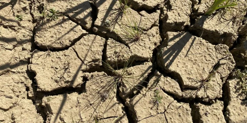 Ученые доказали, что спирт спасает растения от засухи