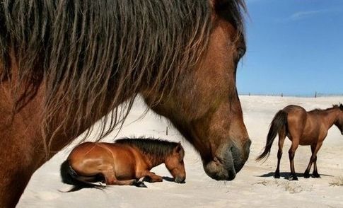 Ученые раскрыли тайну легенды об острове, куда сами приплыли одичавшие лошади