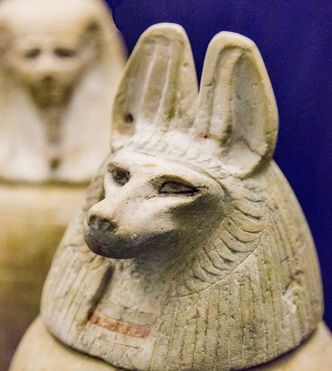 Ученые впервые расшифровали ДНК из сосудов для хранения органов