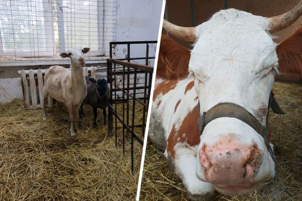 Академик РАН рассказала об опытах по клонированию скота в России