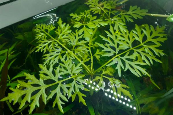 Биологи обнаружили, что папоротники миллионы лет крали ДНК у других организмов