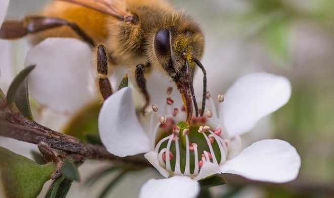 Мед мануки оказался эффективнее антибиотиков при лечении легочных инфекций