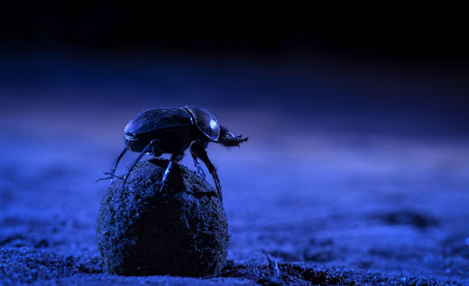 Навозные жуки ориентируются по Млечному пути