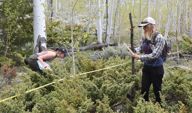 Самый крупный живой организм планеты погибает на наших глазах 