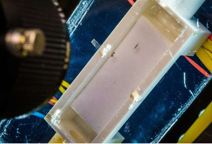 Ученые выяснили, что физика ходьбы многих существ проще, чем считалось