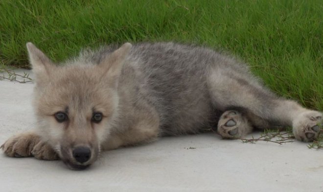 В Китае родился первый в мире клон арктического волка