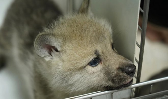 В Китае родился первый в мире клон арктического волка