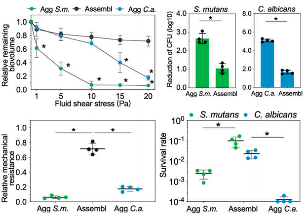Биологи обнаружили, что вызывающие кариес микробы «катаются» по зубам на грибках