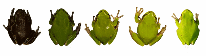 Эволюция по-чернобыльски: радиация сделала местных зеленых лягушек черными