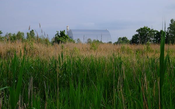 Эволюция по-чернобыльски: радиация сделала местных зеленых лягушек черными