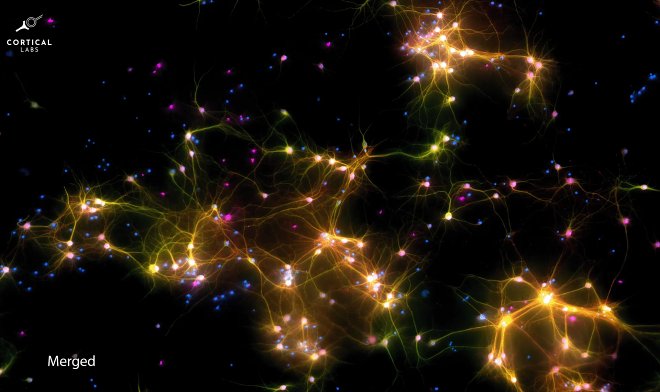 Клетки мозга в пробирке обрели подобие разума и научились играть в пинг-понг