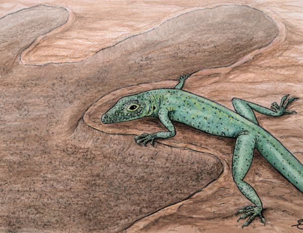 Окаменелость среднеюрского периода уточнила процесс эволюции ящериц