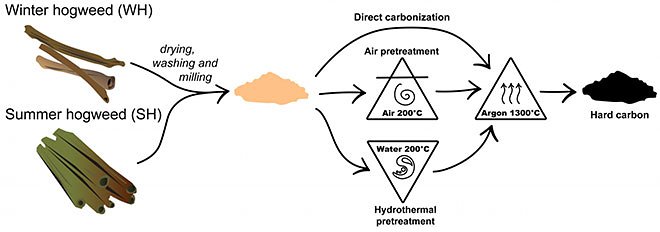 Специалисты «Сколтеха» и МГУ сделают из борщевика аноды для аккумуляторов