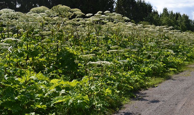 Специалисты «Сколтеха» и МГУ сделают из борщевика аноды для аккумуляторов