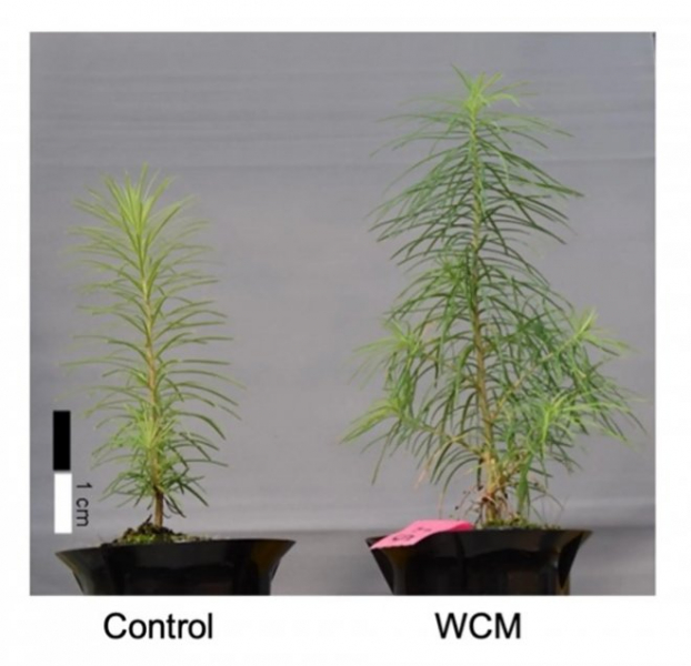 Тонкая пленка ускорит рост растений, преобразуя УФ-излучение в красный свет