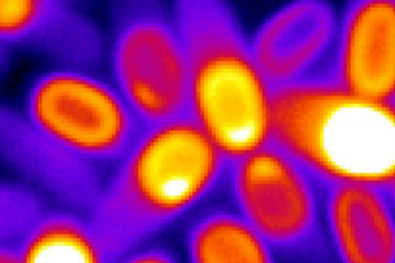 Ученые обнаружили неожиданную активность в «мертвых» бактериях