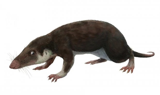 Ученые воссоздали геном и облик общего предка всех млекопитающих 