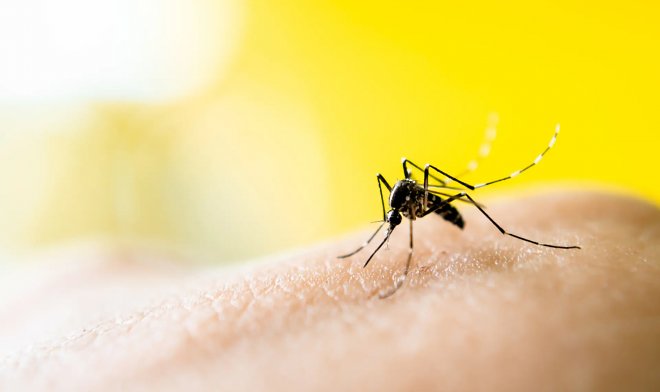 Жирные кислоты на коже делают людей «магнитами для комаров» 