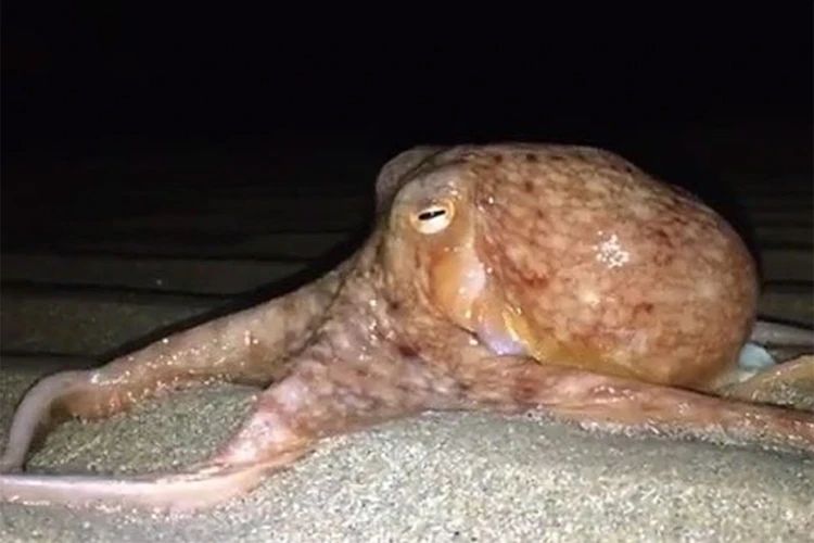 Cамки осьминогов бросаются в самцов ракушками