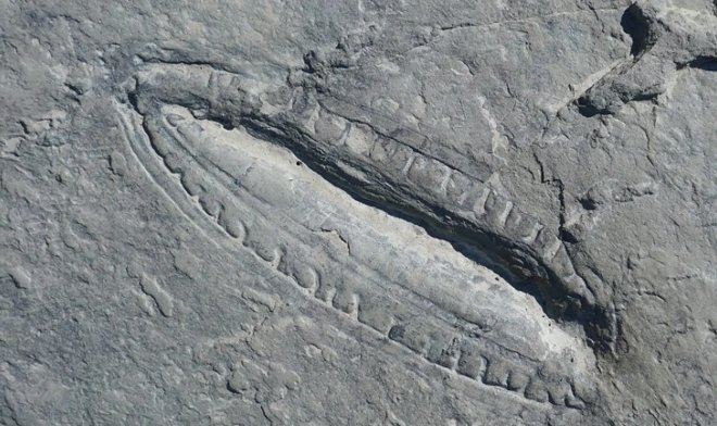 Древнейшая известная пища на Земле насчитывает полмиллиарда лет 