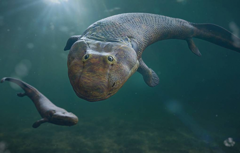 Древнейшие амфибии Земли росли очень быстро в первые годы жизни