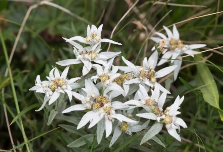 Фотографии самых редких растений в мире — вы их еще не видели