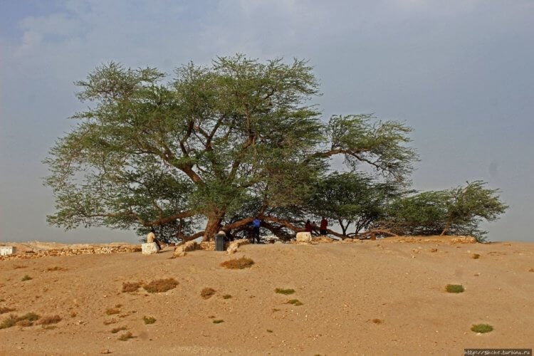 Фотографии самых редких растений в мире — вы их еще не видели